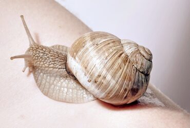 Snail Mucin, The Superpower for Radiant Skin and Luscious Hair