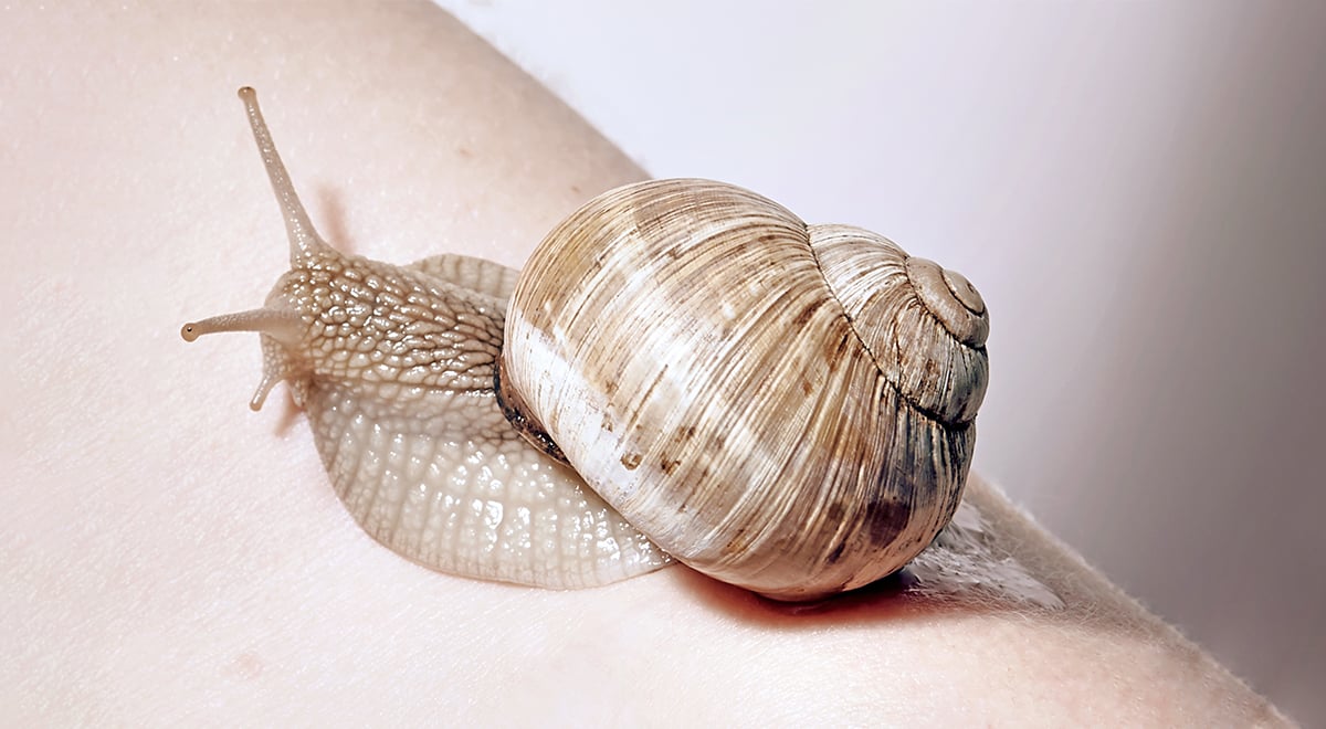 Snail Mucin, The Superpower for Radiant Skin and Luscious Hair